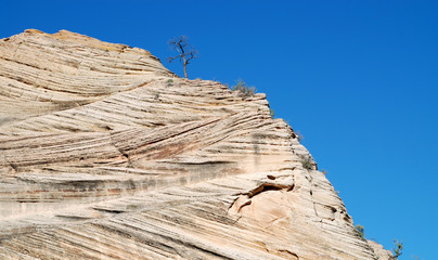 lonely tree growing on rocky ground