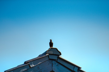 Bird in the top of roof