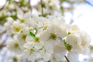 White cherry blossoms on a branch