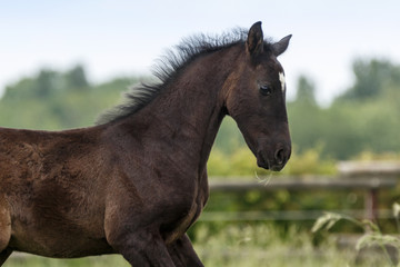 Obraz premium Rappfohlen im hohen Gras