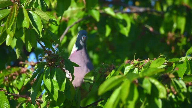  a dove picks the still green, unripe cherries in a cherry tree illuminated by the morning sun