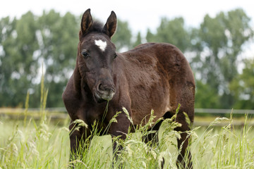 Rappfohlen im hohen Gras