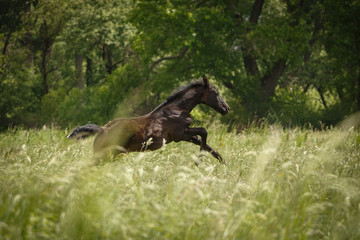 Rappfohlen im hohen Gras