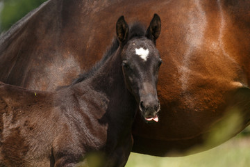 Fototapeta premium Rappfohlen im hohen Gras