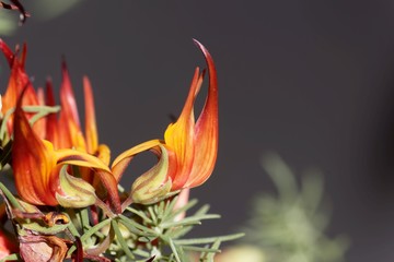 Fototapeta na wymiar Flower of the bird foot trefoil Lotus maculatus, an endemic plant from Tenerife.
