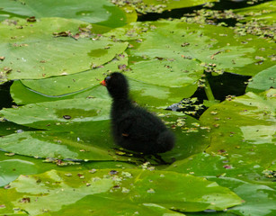 Moorhen (waterhen) chick standing on a water lily II © simonmuß