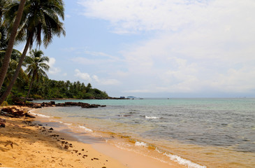 Landscape of the coast with palm trees, sand and transparent water