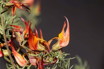 Fototapeta na wymiar Flower of the bird foot trefoil Lotus maculatus, an endemic plant from Tenerife.