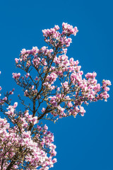 Magnolien vor blauem Himmel