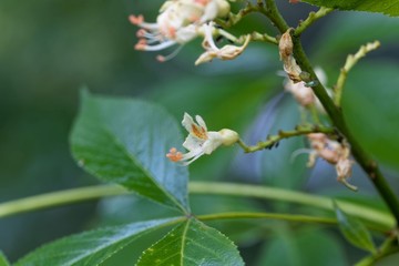 Yellow buckeye tree flower, Aesculus flava