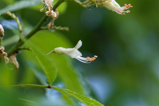 Yellow Buckeye Tree Flower, Aesculus Flava