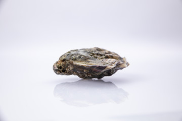 
Live oyster in a closed shell on a white background