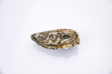 
Live oyster in a closed shell on a white background