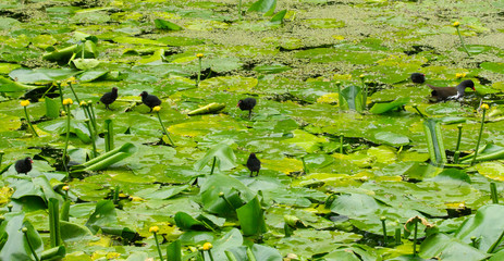 Group of common moorhen (waterhen) chicks with moorhen, walking on water lilies