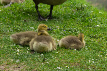Group of Canada geese goslings
