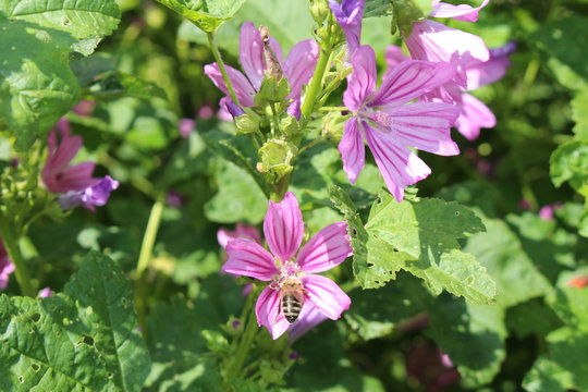 Mauve purple "Common Mallow" (or Cheeses, High Mallow, Tall Mallow) flowers in Innsbruck, Austria. Its scientific name is Malva Sylvestris, native to Europe and Asia.