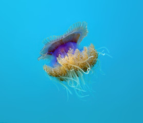 jelly fish in the water