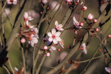 Fototapeta na wymiar Pink flowers on Apple tree branch in Spring blooming