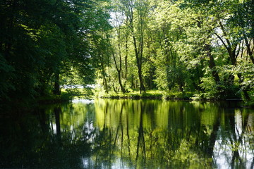 Tree reflection in water in a beautiful forest from Romania