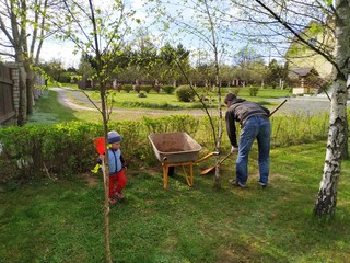 Father and little son work together in a garden with a rakes and a wheelbarrow. family teamwork