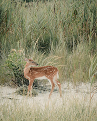 Deer exploring a national park on a beach