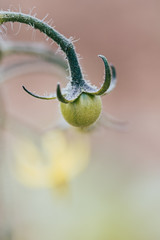 Tomate cerise en train de grandir sur sa branche