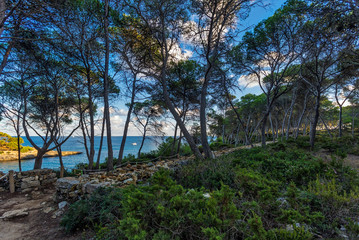 Trees on coastal rocks at sunset time. Mallorca island