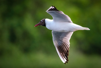 Black Headed Gull