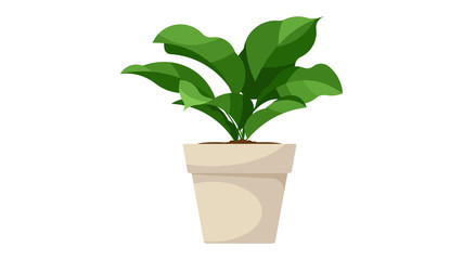 House plant in pot. Vector isolated on white.