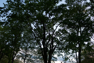 Trees with a skyline darker