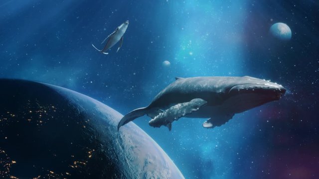 Fantastic Dream Of Flying Whales In Space With Nebula Stars And Planets. Two Whales Above The Planet Earth. Take Me To The Dream Concept. Loop Video