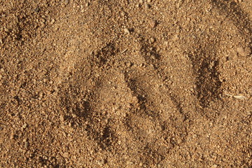 Abruck einer Pfote im Sand