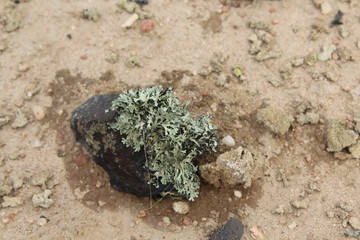 Flechten auf einem Stein in der Wüste Namib