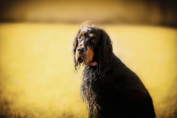  Gordon setter dog in a city park looking to camera.