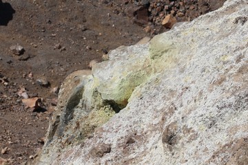Fototapeta na wymiar lizard on the rock