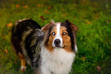 Closeup Portrait of Berger Australien looking to camera in city park. Happy dog concept.