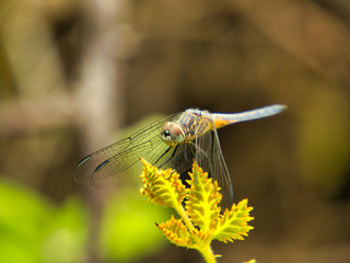 Small dragonfly resting its wings on new growth of a blackberry bush
