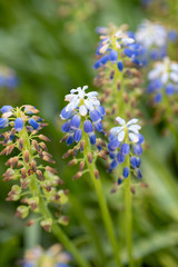Fototapeta premium A closeup of some blue Muscari flowers. Vancouver BC Canada 