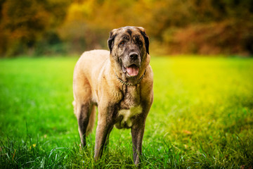 Happy Saint Bernard Dog in city park.