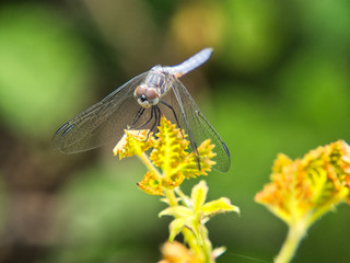 Small dragonfly resting its wings on new growth of a blackberry bush