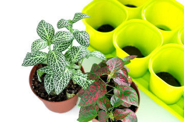 Stay home and gardening. Replanting flower in indoor garden. Potted green plants at home, garden supplies,urban jungle