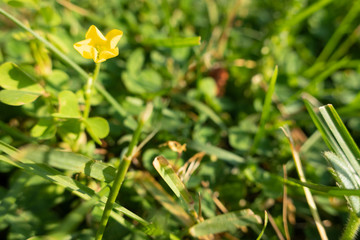 Yellow flower surrounded by grass
