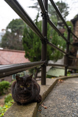 Fototapeta premium Neko-no-Hosomichi Cat Alley in Onomichi City. Lots of cats can be found in this Japanese traditional narrow street. Hiroshima Prefecture, Japan