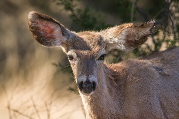 Mule deer (Odocoileus hemionus) with large ears, Davis Mountains State Park, West Texas, USA