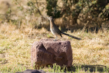 Greater roadrunner (Geococcyx californianus) standing on large rock, Davis Mountains State Park, West Texas, USA