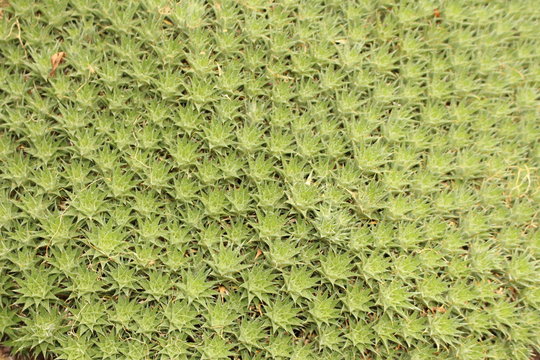 "Abromeitiella Brevifolia" plant, a member of Bromeliaceae family in Innsbruck, Austria. It is native to Argentina.