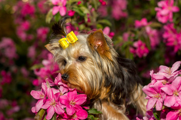 Yorkshire Terrier dog portrait with a yellow bow on a background of bright pink flowers of a blossoming apple tree