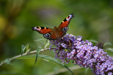 monarch butterfly on purple flower