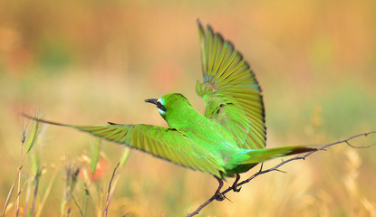 Blue-cheeked bee-eater (Merops persicus) captured in Azerbaijan 