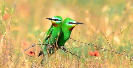 Blue-cheeked bee-eater (Merops persicus) captured in Azerbaijan 
